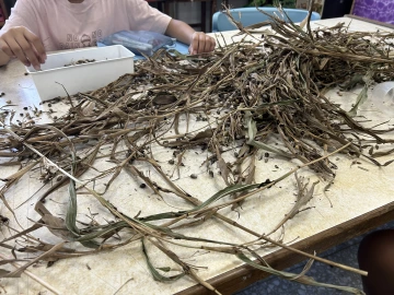 dried plants on table 